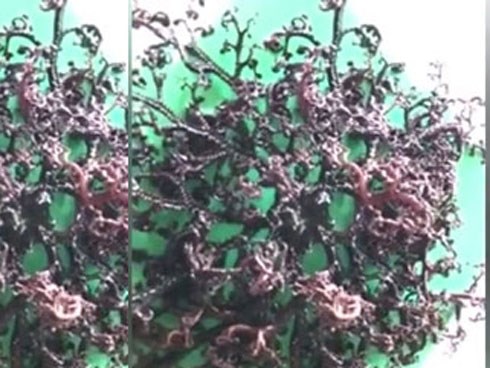 Báo Nga đăng video 'quái vật biển' dạt bờ ở Việt Nam