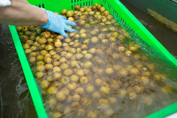 Nhãn lồng Hưng Yên lên chuyến bay Vietnam Airlines-3