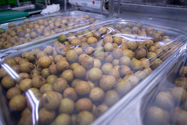 Nhãn lồng Hưng Yên lên chuyến bay Vietnam Airlines-5