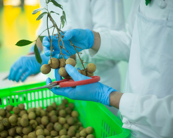 Nhãn lồng Hưng Yên lên chuyến bay Vietnam Airlines-1