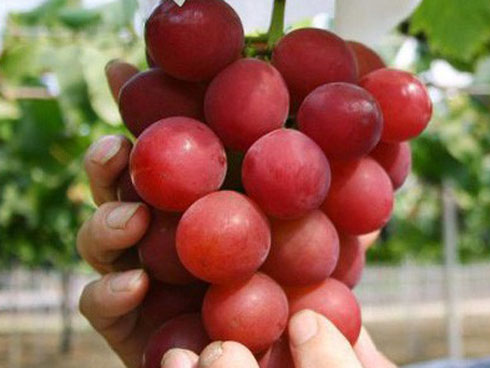 Nho 11 triệu đồng/chùm, dưa hấu 4 triệu/quả vẫn hút giới nhà giàu Việt-4