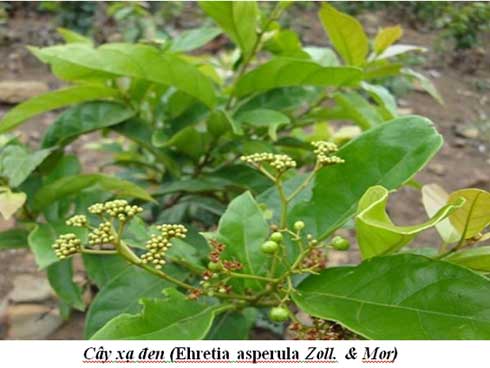 1 bệnh nhân cấp cứu vì uống nấm linh chi và tiết lộ ngã ngửa từ bác sĩ đông y-2