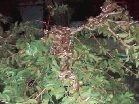 Đêm sang nhà hàng xóm trộm ổi, cô nàng lạnh sống lưng khi thấy hàng trăm ánh mắt nhìn mình từ trên cây