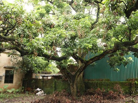 Cây nhãn tổ 130 tuổi ở Hà Nội cho 8 tạ quả một mùa