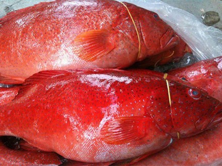Con cá đỏ rực hơn 1 tỷ đồng: Đại gia săn nuôi cầu may