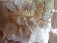 Nam Định: 8x bỏ túi 20 triệu/tháng nhờ loài nấm trắng như bông