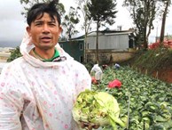 Nông sản Trung Quốc nhái - nỗi đau của nông dân Đà Lạt