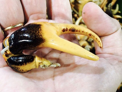 Ngã ngửa kho cua đồng đông lạnh: Ủ mưu mấy tháng, trúng đậm 1 ngày-4