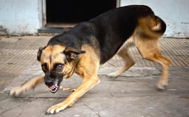 Tai nạn chó Chó là một động vật thông minh và trung thành, nhưng cũng có lúc chúng có thể gây ra những tai nạn không mong muốn. Trong hình ảnh này, một chú chó đã lỡ tay gây nên một tai nạn nhỏ. Hãy cùng xem xét những hậu quả của việc không để cho chó của mình được huấn luyện và giáo dục đúng cách.