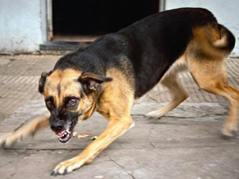 Bé trai 2 tuổi bị chó becgie nhà nuôi cắn đa chấn thương ở mặt-2