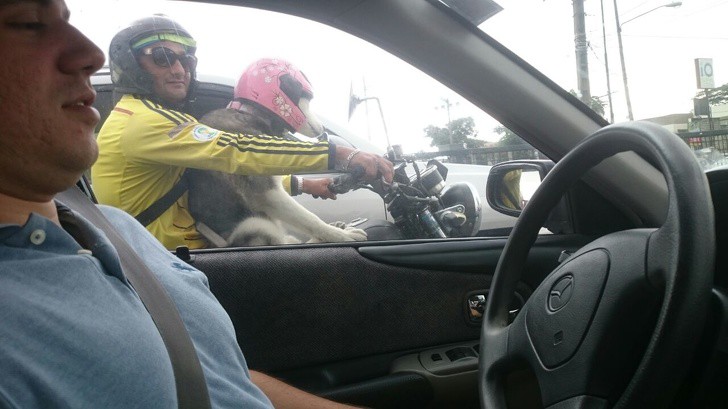 Cùng xem những bức ảnh sau để thấy tham gia giao thông không phải lúc nào cũng mệt mỏi-5