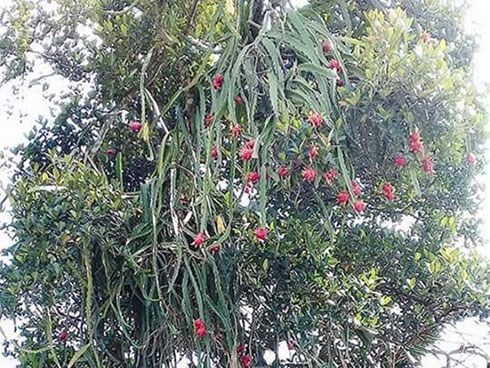 Trồng thanh long sai trĩu nhưng lại trên... cây mít, cô gái được hiến 1001 kế hái sạch cả cây