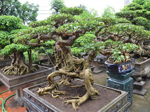 Đại gia chơi cây Toàn đô la nhận quả đắng chỉ vì sính ngoại-4