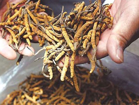 Thứ kinh dị ai nhìn cũng sợ không ngờ là thứ đắt đỏ siêu bổ dưỡng-2