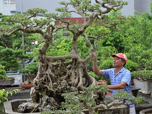Nguyệt quế tọa gốc lũa sao giá gần 1 tỷ gây ấn tượng-9