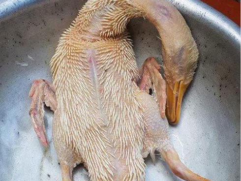 Ngày Tết cười không ngậm được mồm với những chú gà dáng trên mâm cúng: Dáng đứng lả lơi, mặt biểu cảm hài hước-7