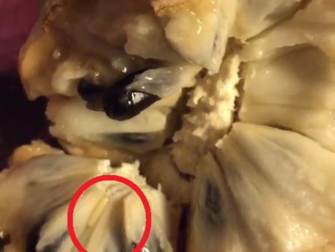 Những người có bệnh này cần kiêng ăn na để bảo vệ sức khỏe-3