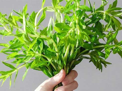 Ai ngờ rau ngổ là vị thuốc tuyệt vời
