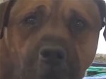 Hình ảnh chú chó tuyệt vọng đuổi theo chủ sau khi bị bỏ rơi khiến nhiều người phải rơi nước mắt-2