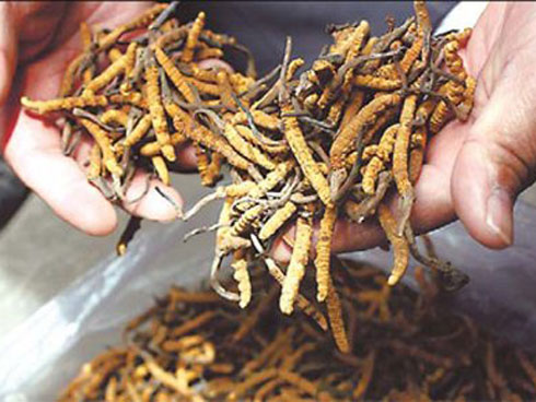 Có loài ếch đại gia giúp quý ông thăng hoa ở Lạng Sơn?-4