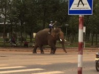 Đắk Lắk: Xuất hiện ông bố đưa con đi học bằng voi