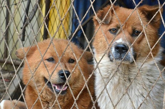 Hà Nội khuyến khích không ăn thịt chó, mèo: Nhiệt liệt ủng hộ chủ trương văn minh