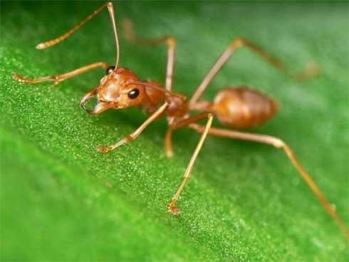 Clip: Xâm phạm lãnh thổ của kiến lửa, trăn đá nhận cái kết đau đớn-1