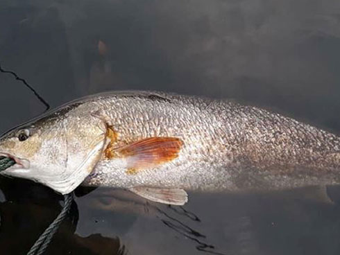 Đầu xuân kể chuyện đánh bắt cá vàng-2