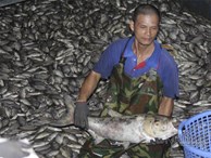 Hàng tấn cá lại chết ở hồ Tây, bì bõm xuyên đêm vớt mỏi tay