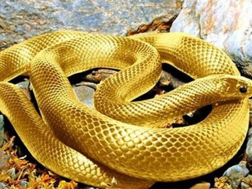 Mơ thấy 5 điều này, cuộc đời chắc chắn nở hoa, tiền tiêu không hết