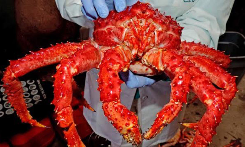 Con cua 60 triệu: Hàng hiếm toàn cầu, hấp kiểu Việt Nam thơm lừng-1