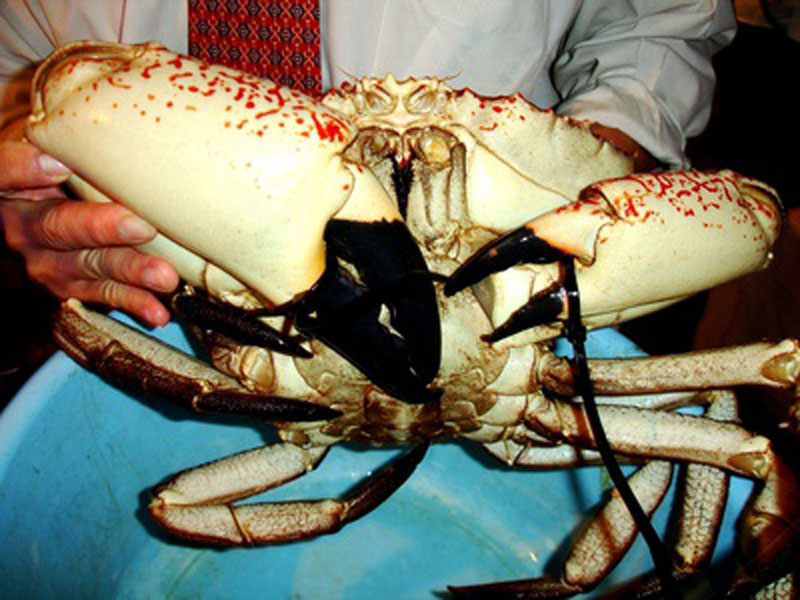 Con cua 60 triệu: Hàng hiếm toàn cầu, hấp kiểu Việt Nam thơm lừng-2