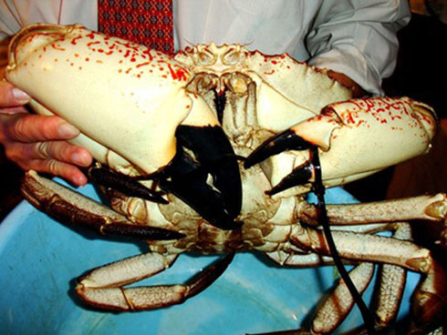 Phú Yên: Đổ xô đi đào loại đá đen lấp lánh dưới đáy hồ thủy điện-8