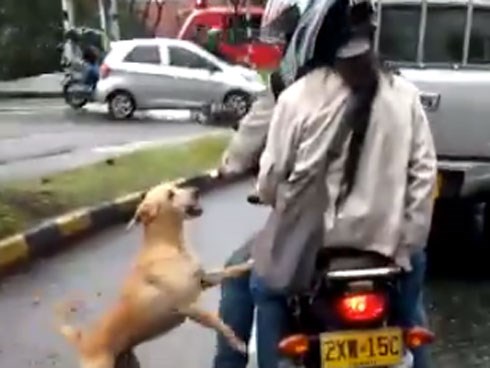 Hình ảnh chú chó tuyệt vọng đuổi theo chủ sau khi bị bỏ rơi khiến nhiều người phải rơi nước mắt