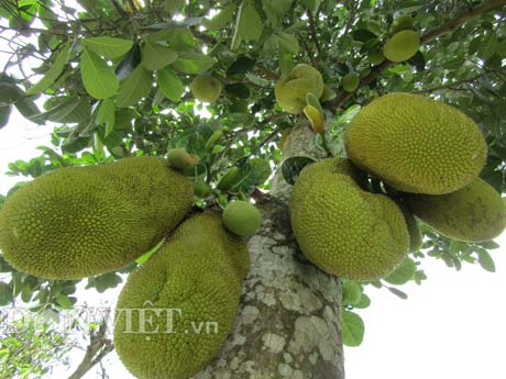 Tự tay lai tạo giống mít ra trái khổng lồ, lời gần 1 tỷ đồng/năm-1