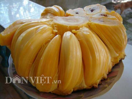 Tự tay lai tạo giống mít ra trái khổng lồ, lời gần 1 tỷ đồng/năm-3