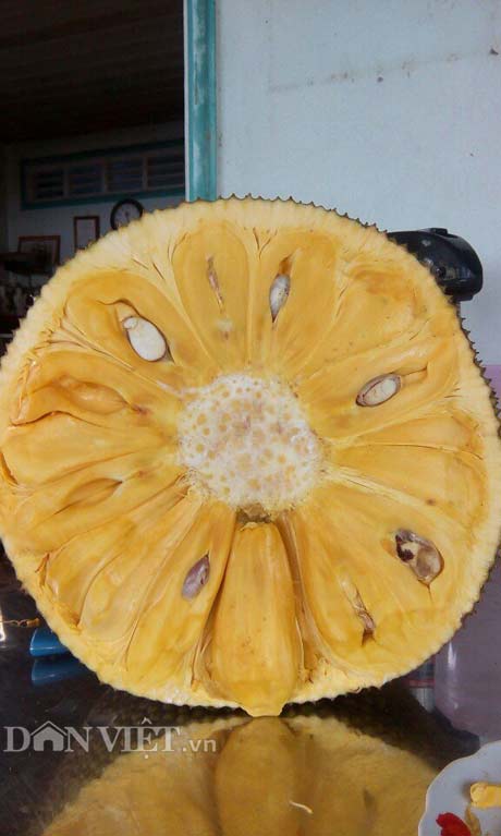 Tự tay lai tạo giống mít ra trái khổng lồ, lời gần 1 tỷ đồng/năm-5