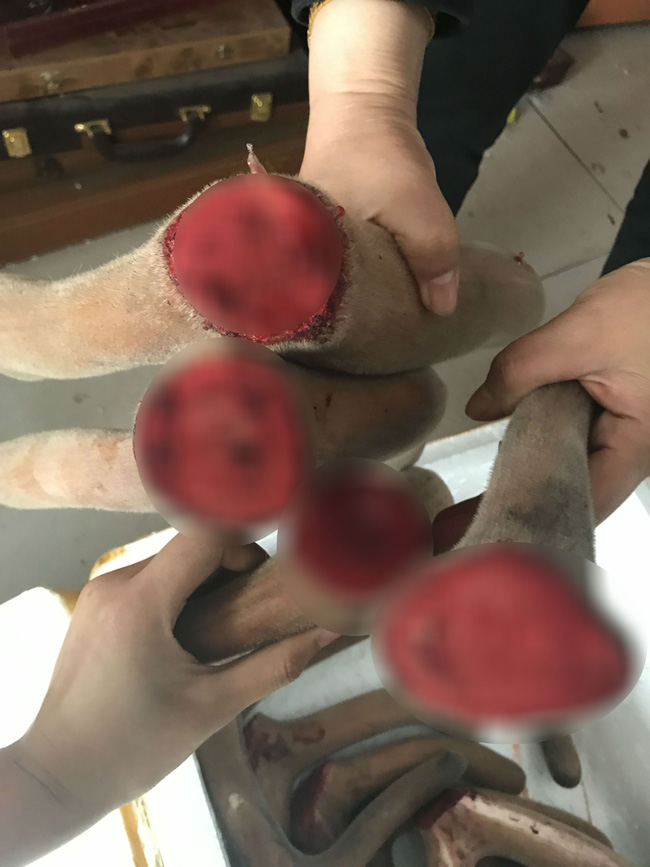 Huyết Lộc tửu - loại rượu thần kỳ khiến Càn Long trong Hậu cung Như Ý truyện thị tẩm cùng lúc 4 phi tần và sự tàn nhẫn đằng sau-4