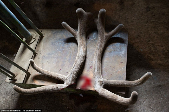 Huyết Lộc tửu - loại rượu thần kỳ khiến Càn Long trong Hậu cung Như Ý truyện thị tẩm cùng lúc 4 phi tần và sự tàn nhẫn đằng sau-7