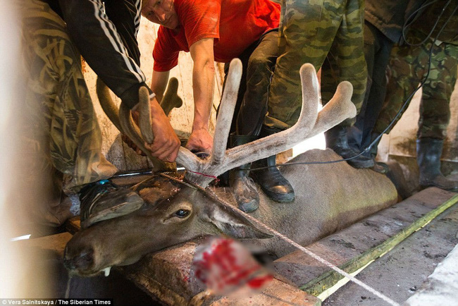 Huyết Lộc tửu - loại rượu thần kỳ khiến Càn Long trong Hậu cung Như Ý truyện thị tẩm cùng lúc 4 phi tần và sự tàn nhẫn đằng sau-8