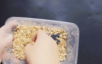 Chỉ cần một nắm gạo, diệt sạch bách được cả đàn chuột trong nhà không tốn một giọt mồ hôi-5