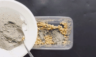 Chỉ cần một nắm gạo, diệt sạch bách được cả đàn chuột trong nhà không tốn một giọt mồ hôi-7