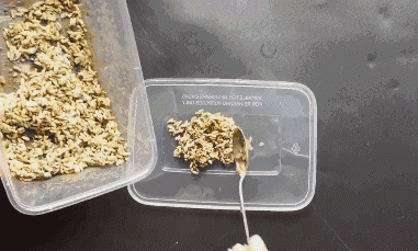 Chỉ cần một nắm gạo, diệt sạch bách được cả đàn chuột trong nhà không tốn một giọt mồ hôi-8