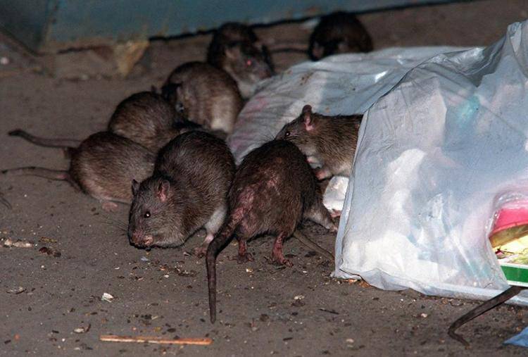 Chỉ cần một nắm gạo, diệt sạch bách được cả đàn chuột trong nhà không tốn một giọt mồ hôi-10