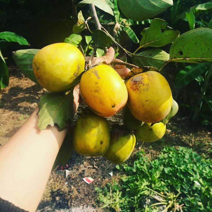 Mát trời, không ăn 5 món quà vặt này thật có lỗi với mùa thu Hà Nội-4