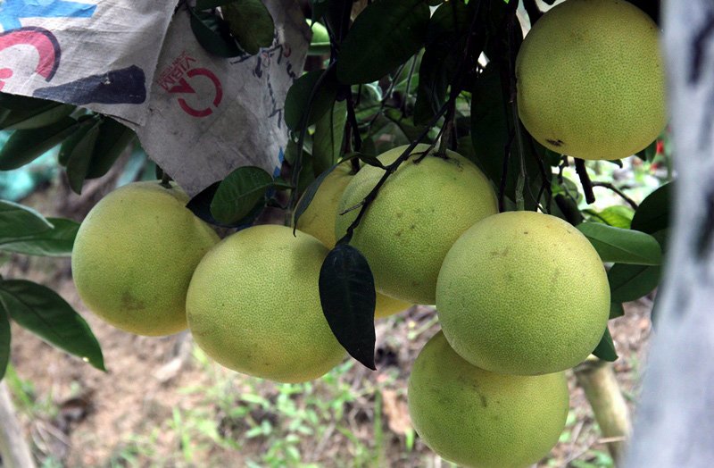 Vườn bưởi 8.000 quả hiếm có của lão nông Phúc Trạch-14