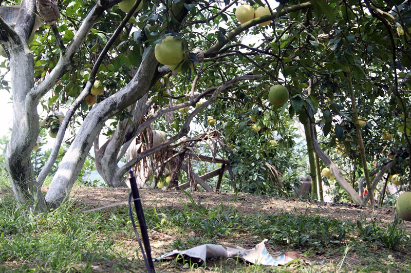 Vườn bưởi 8.000 quả hiếm có của lão nông Phúc Trạch-5