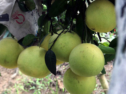 Bỏ đời nay đây mai đó, về chăm vườn nhà thu 3 tỷ/năm-3