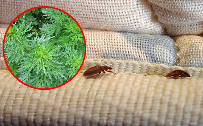 Ga đệm có rệp, chỉ cần đặt nắm lá này bên dưới rệp sẽ cao chạy xa bay-1