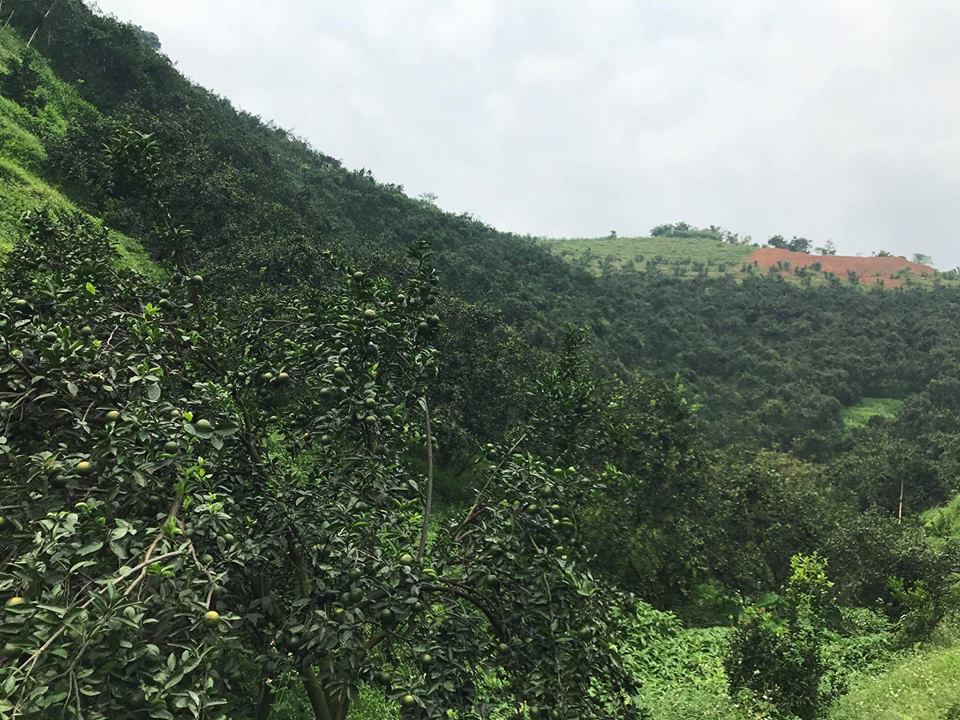 Bỏ đời nay đây mai đó, về chăm vườn nhà thu 3 tỷ/năm-1